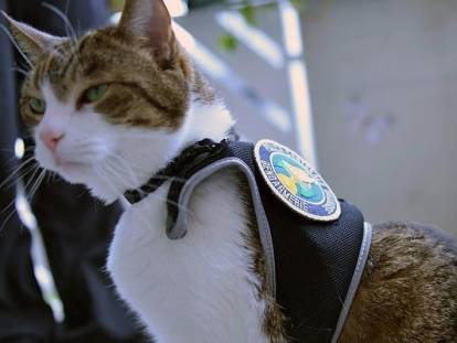 Tests ADN pour chat : les félins peuvent jouer un rôle important dans la résolution de crimes