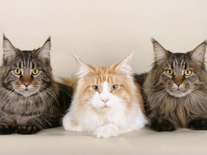 Les 10 Plus Grandes Races De Chats Du Monde