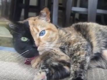 Venus Le Chat Tricolore Au Double Visage Video