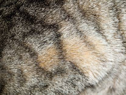 Un pelage de chat tigré