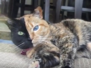 Les Chats Tricolores Calicos Ou Isabelle