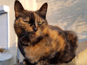8 Ans De La Vie D Un Chat Ecaille De Tortue En Images Video