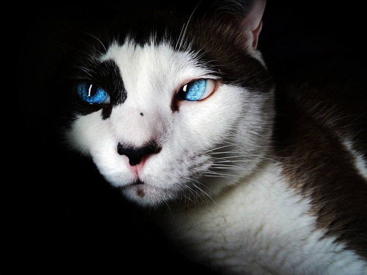 « Le chat », de Charles Baudelaire (1857)