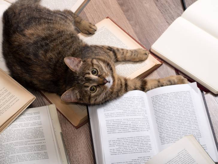 Livre Sur Les Chats 10 Livres Pour Amoureux Du Chat