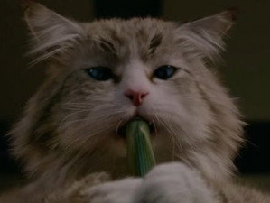Mr Fuzzypants Dans Ma Vie De Chat 16