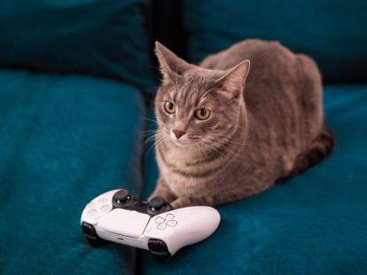 Un chat sur un canapé devant une manette de PS5