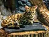 Un Chat A Pieds Noirs En Chasse Video