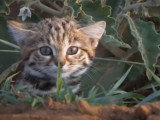 Un Chat A Pieds Noirs En Chasse Video