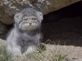 Un Chat Qui Nage Dans Une Piscine Video