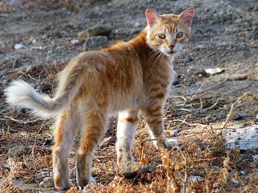Le Chat Renard Ou Chat Forestier Corse Un Chat Sauvage A Decouvrir