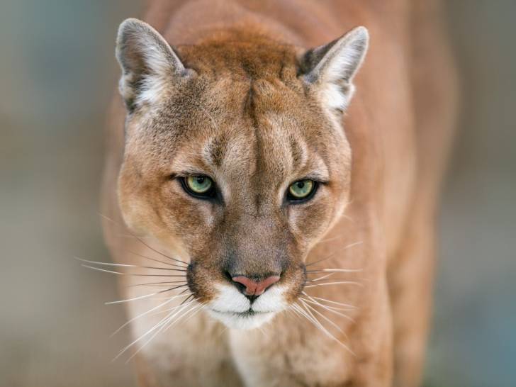 Le puma histoire, morphologie, alimentation, mode de vie...