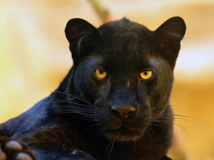 La Panthere Noire Morphologie Habitat Reproduction