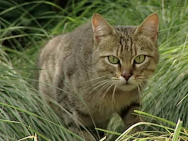 Le Quotidien Du Chat Sauvage D Afrique Video