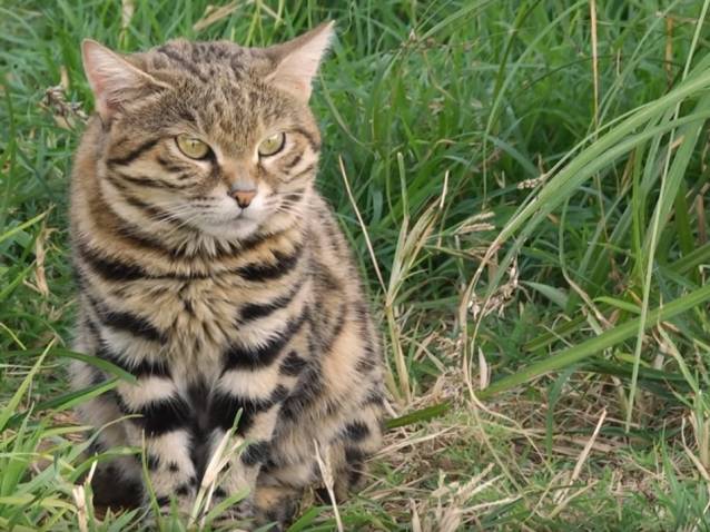 De Belles Images D Un Elevage De Chats A Pieds Noirs Video