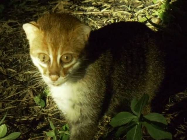 Un Chat A Tete Plate Et Son Chaton Filmes De Nuit Video