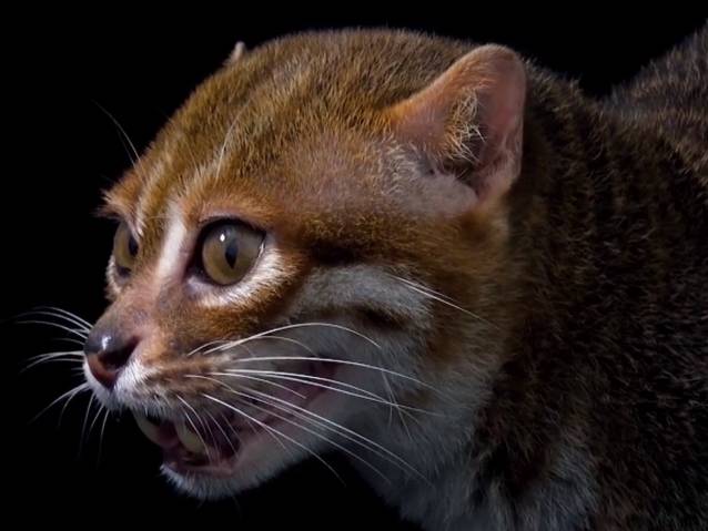 L Etonnant Profil D Un Chat A Tete Plate Video