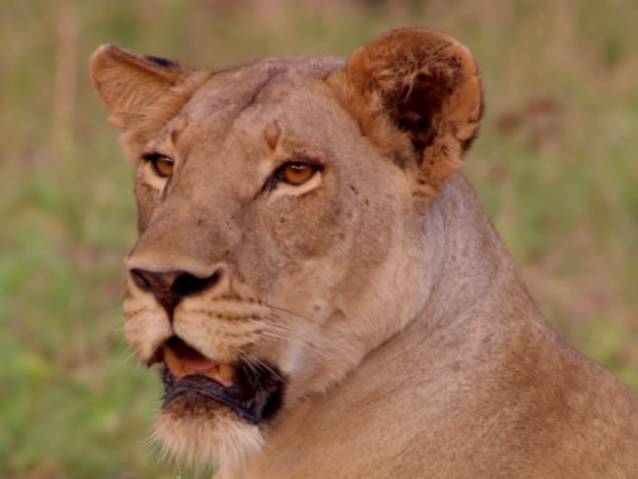 Documentaire Sur Les Lions D Afrique Documentaire animalier sur le lion sauvage d'Afrique (vidéo)