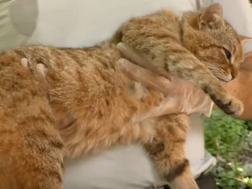 Le Chat Forestier Corse Du Mythe A La Realite Video