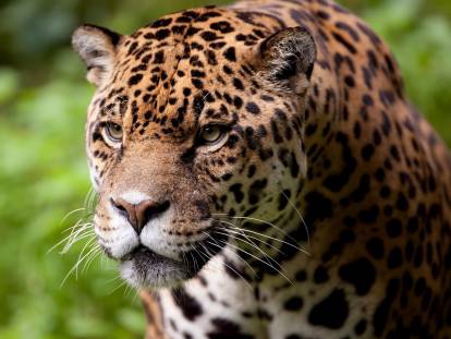 Gros plan d'un Jaguar