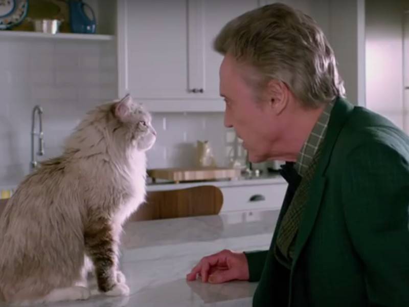 « Ma vie de chat », une comédie d'été avec un chat en vedette