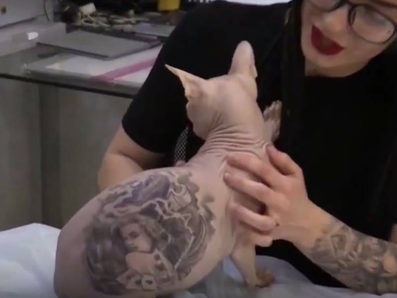 Un Tatoueur Russe Exerce Ses Talents Sur Son Chat Et Provoque Une Polemique Video