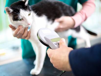 Un chat en train de se faire identifier par un détecteur de puces