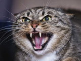 Vue proche d'un chat très agressif