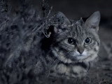 Un Chat à Pieds Noirs en chasse