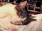 15 chansons et comptines autour des chats