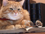 Un chat roux assis sur un livre sur lequel est posé une paire de lunettes