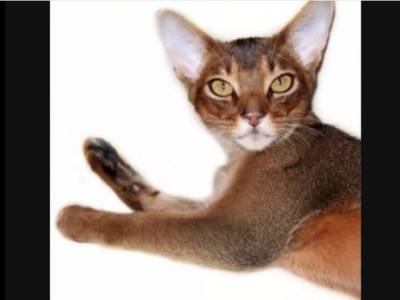 Decouvrez L Abyssin Et Le Somali Video