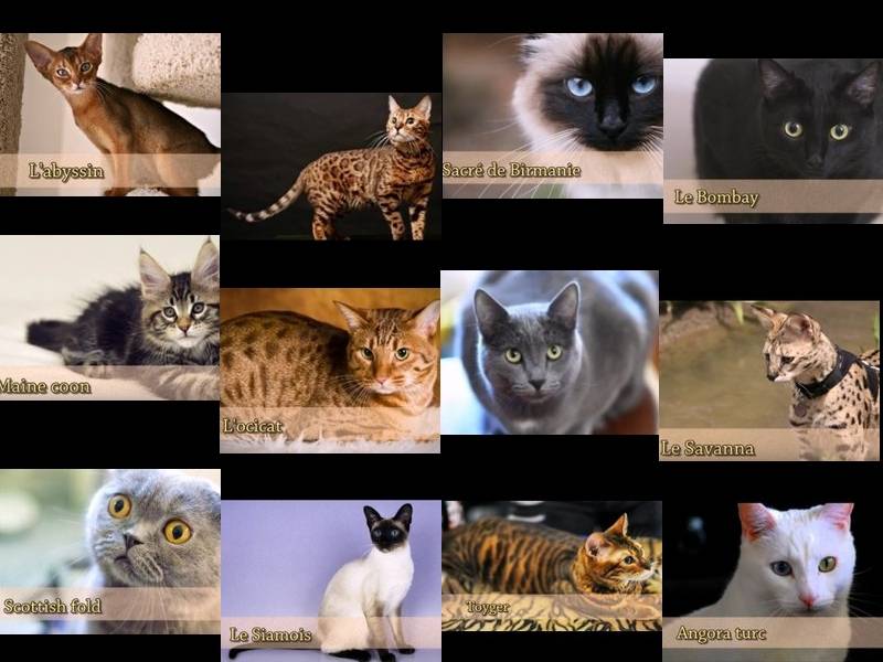 Présentation De 12 Races De Chats (vidéo)