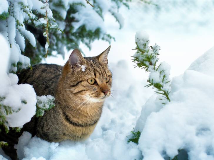 10 Races De Chat Qui Supportent Bien Le Froid