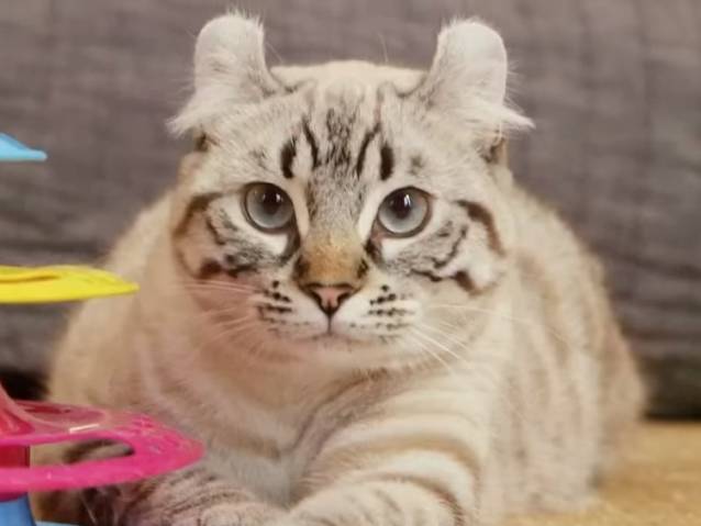 Presentation Du Highland Lynx Dans Une Emission Tele Video