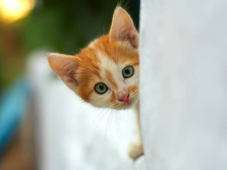 10 Races De Chats Les Plus Curieuses 10 Races De Chats Les Plus Curieuses