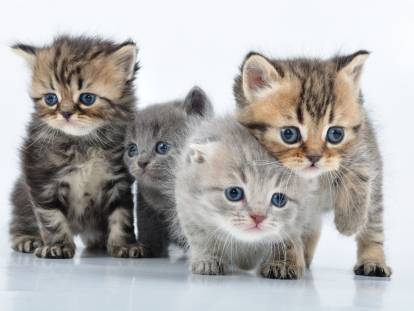 Quatre petits chatons aux yeux bleus