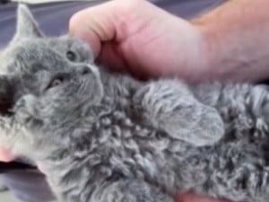 Selkirk Rex Caracteristiques Caractere Sante Prix