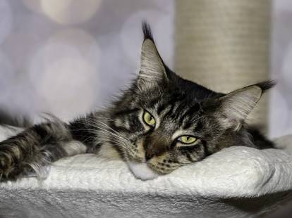 Un chat aux airs tristes couché sur son coussin