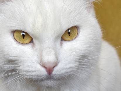 Un beau chat blanc aux yeux jaunes