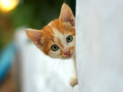 Un chaton roux et blanc curieux passe la tête derrière un mur