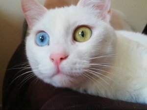 Turc De Van Caracteristiques Caractere Sante Prix