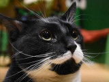 Le Lady Dinah's Cat Emporium : le premier bar à chats de Londres