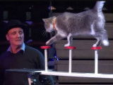 William Weldens, profession : dresseur de chats
