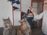 A la découverte du métier d'éleveuse de chats Maine Coon