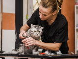 Une femme toiletteur en train de couper les griffes d'un chat
