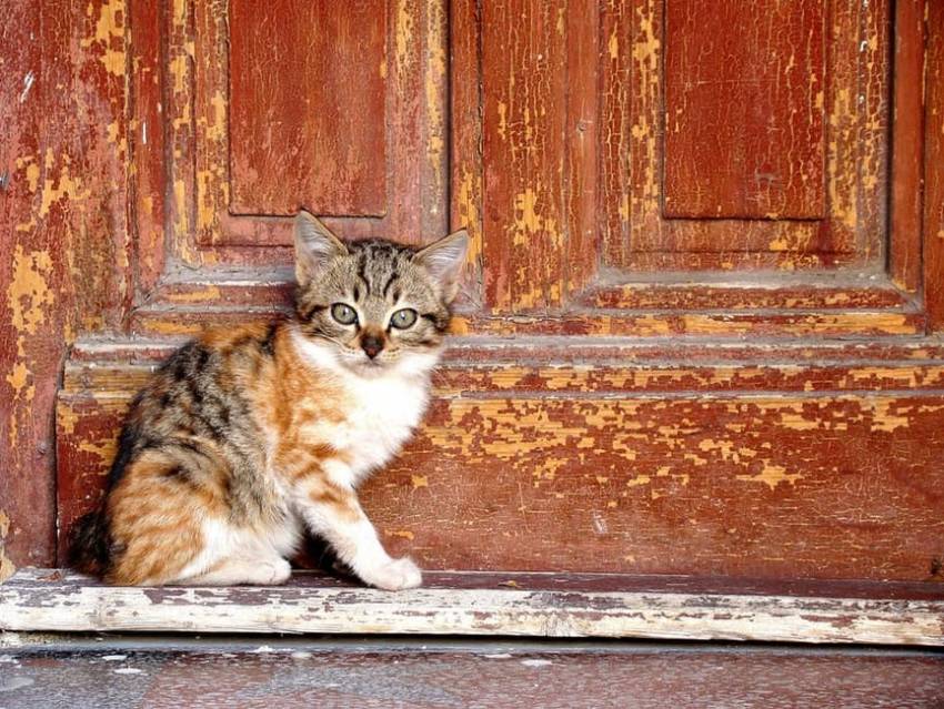 A Montpellier Des Petites Cabanes En Bois Pour Les Chats Sans Toit