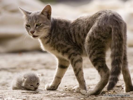 Eradication Programmee Des Chats Errants De L Ile De La Reunion