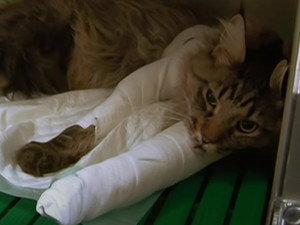 Reagir En Cas D Accident Du Chat Choc Chute