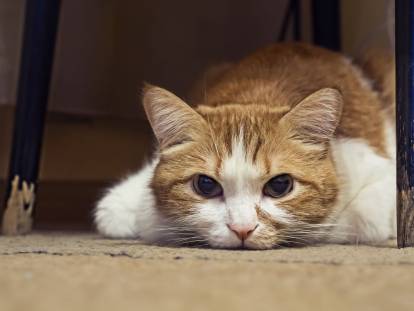 Un petit chat blanc et roux couché au sol regardant l'objectif de l'appareil