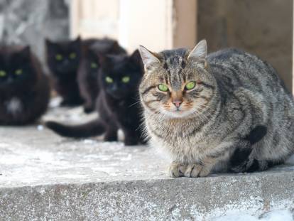 Un gros chat tigré et quatre chatons noirs